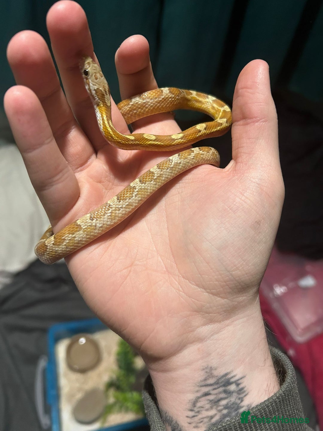 Corn Snake reptiles for sale: Caramel difused cornsnake - Image 2