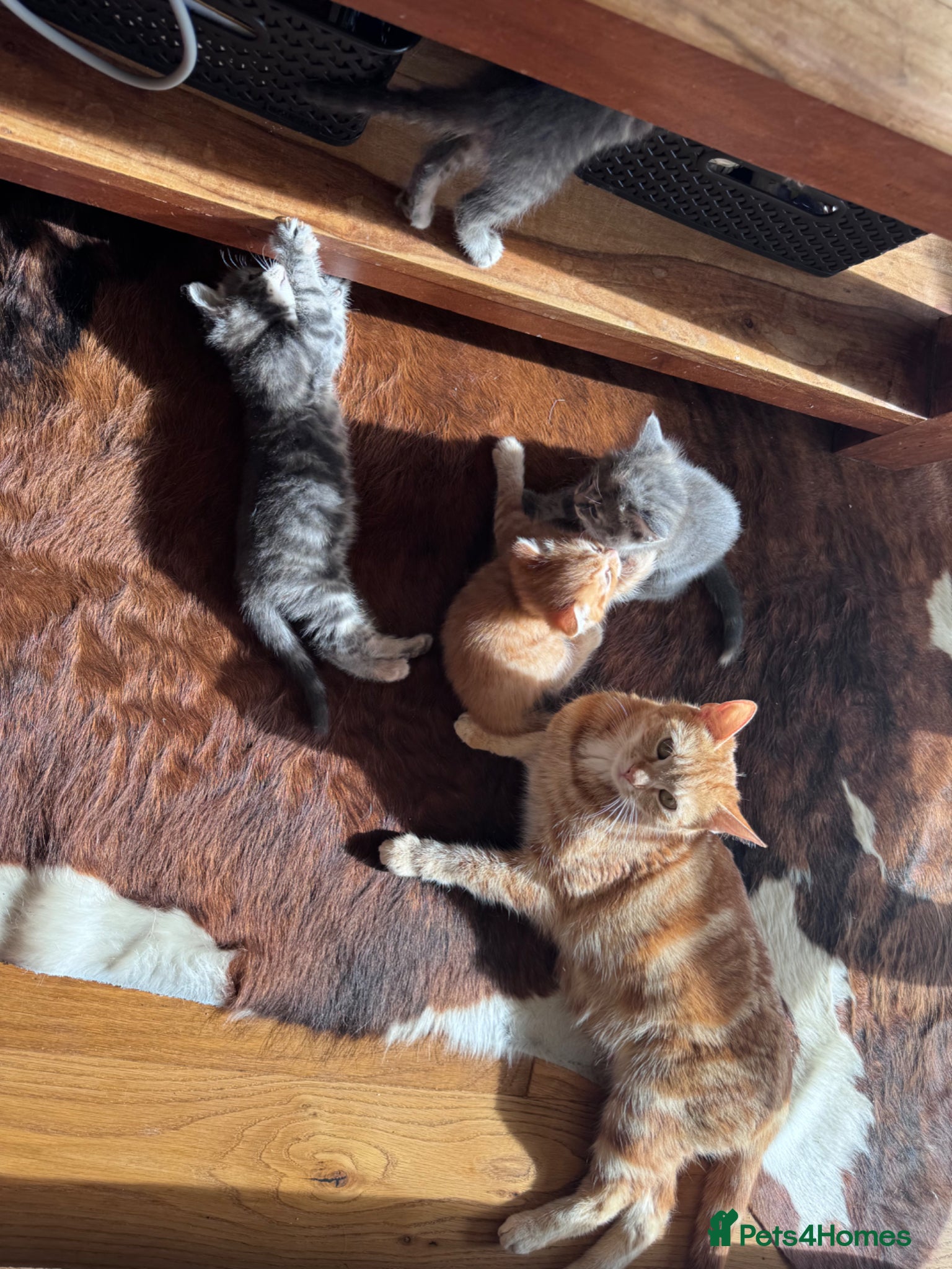 Mixed Breed cats for sale: Gorgeous fluffy affectionate kittens  in Cirencester - Advert 2