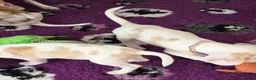 Beagle dogs for sale: Health Tested & Kennel Club Registered Beagle Pups - Advert 5
