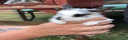 Mini Lop rabbits for sale: Beautiful plush lops  - Advert 4