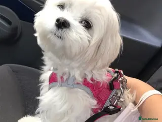 Mixed Breed dogs Adorable Pure White Maltese Puppy Girl - Advert 6