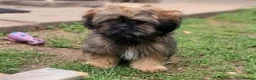 Shih Tzu dogs for sale: Pupies for sold. - Advert 4