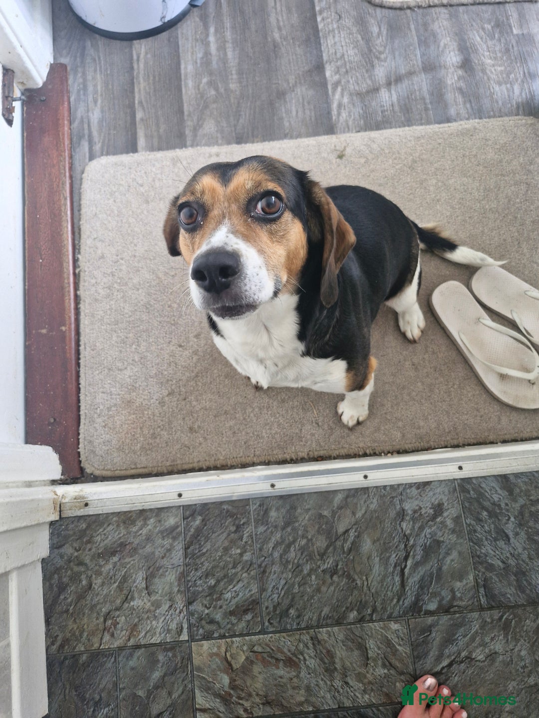 Mixed Breed dogs for sale: Bella  - Image 1