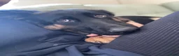 German Shepherd dogs for sale: 2 young beautiful German shepherd pups  - Advert 14