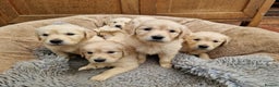 Golden Retriever dogs for sale: GOLDEN RETRIEVER PUPPIES BRED FOR TEMPERAMENT - Advert 4