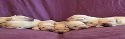 Goldador dogs for sale: Gorgeous KC Line Goldador Puppies 🐾  - Advert 21