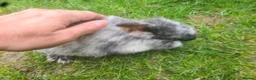 Mini Lop rabbits for sale: Rabbits - Advert 10