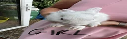 Lionhead rabbits for sale: Lop lionheads- ready now - Advert 10