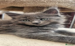 Maine Coon cats for sale: Purebred Maine Coon kittens from pedigree parents  in Lichfield - Image 32