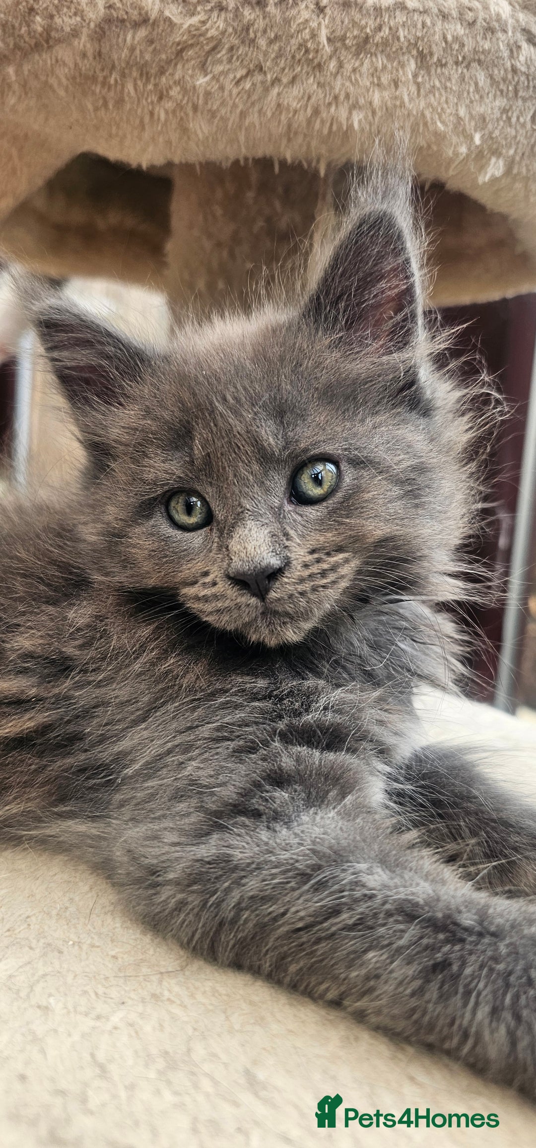 Maine Coon cats for sale: Purebred Maine Coon kittens from pedigree parents  in Lichfield - Image 32