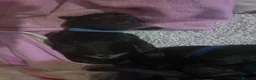 Goldador dogs for sale: 8 gorgeous black goldadors  in Corby - Advert 5