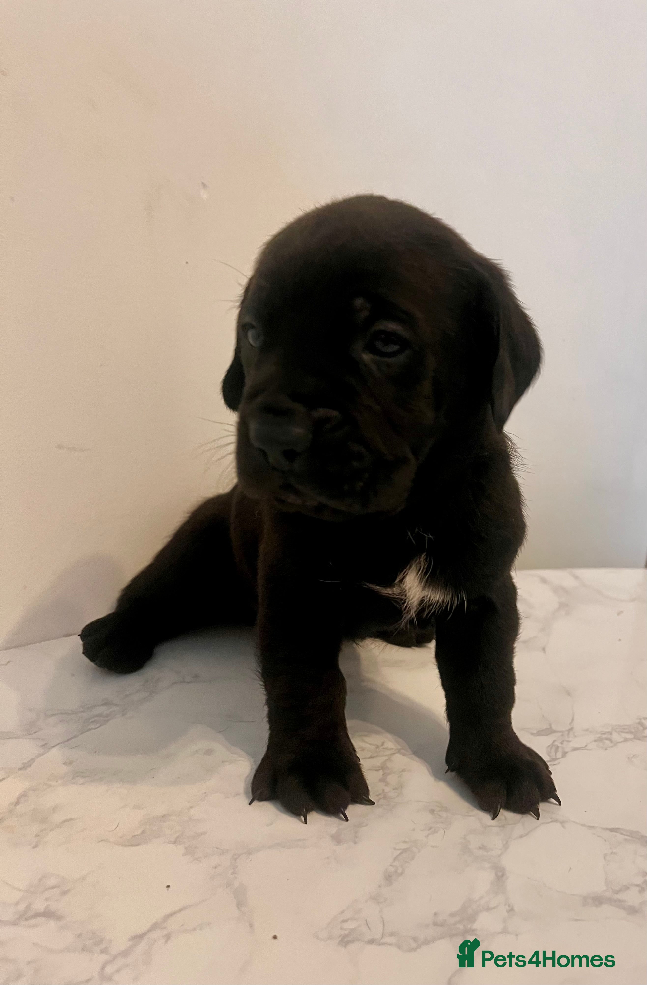 Cane Corso dogs Stunning Full Pedigree Cane Corso Puppies 🏆  - Advert 3