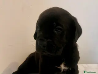 Cane Corso dogs Stunning Full Pedigree Cane Corso Puppies 🏆 - Advert 3