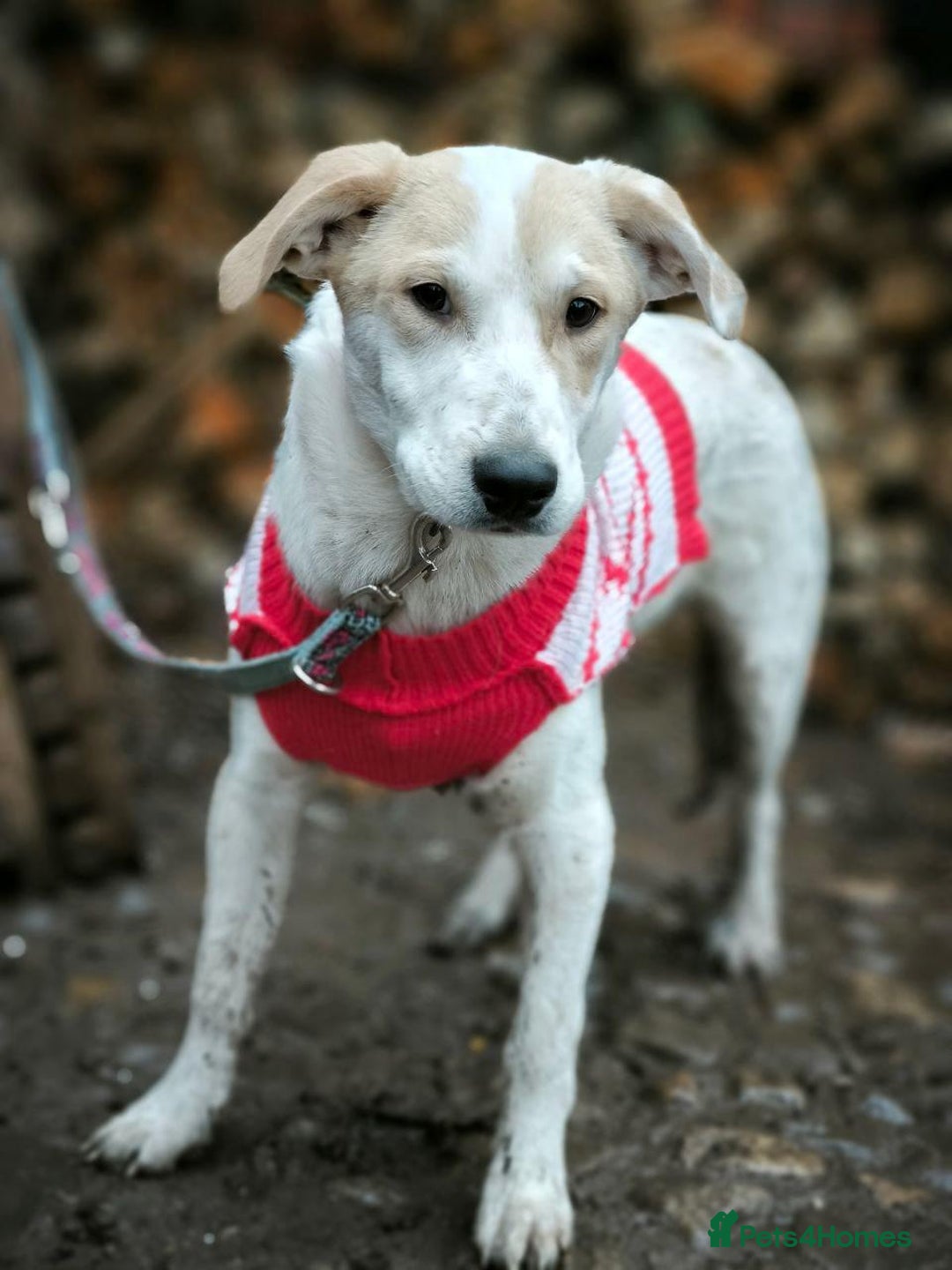 Mixed Breed dogs for adoption: 💙🐶 LEO 🐶💙 - Advert 14