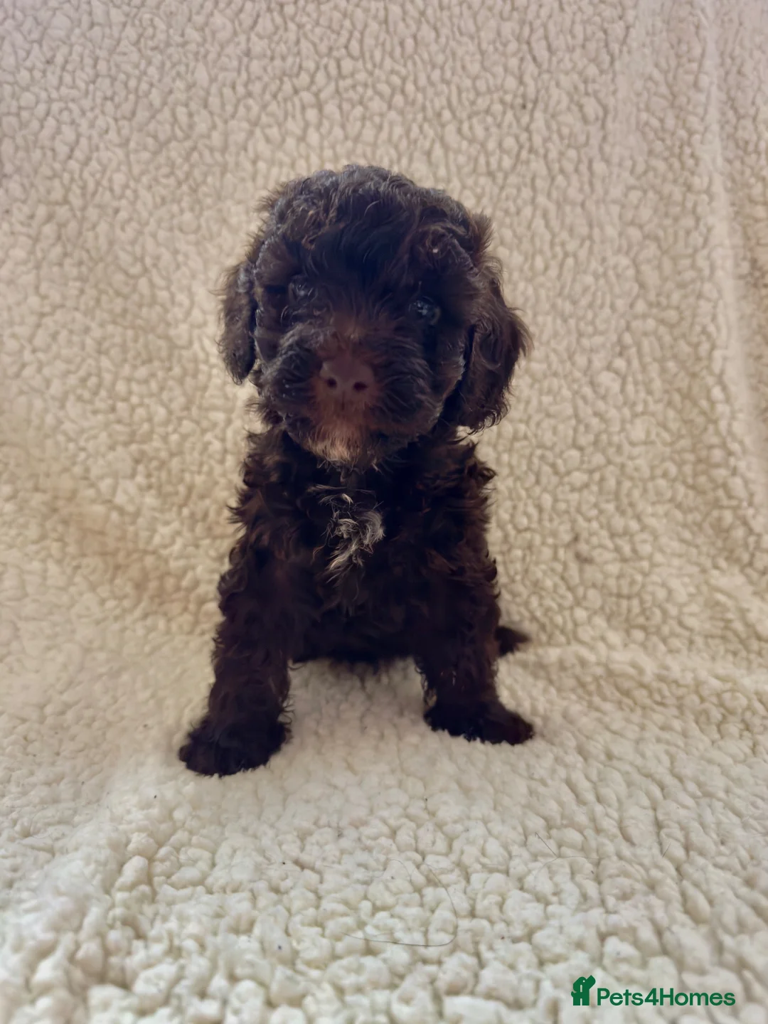Cockapoo dogs for sale: **2 left** stunning Merle gene cockapoo puppies  - Advert 2