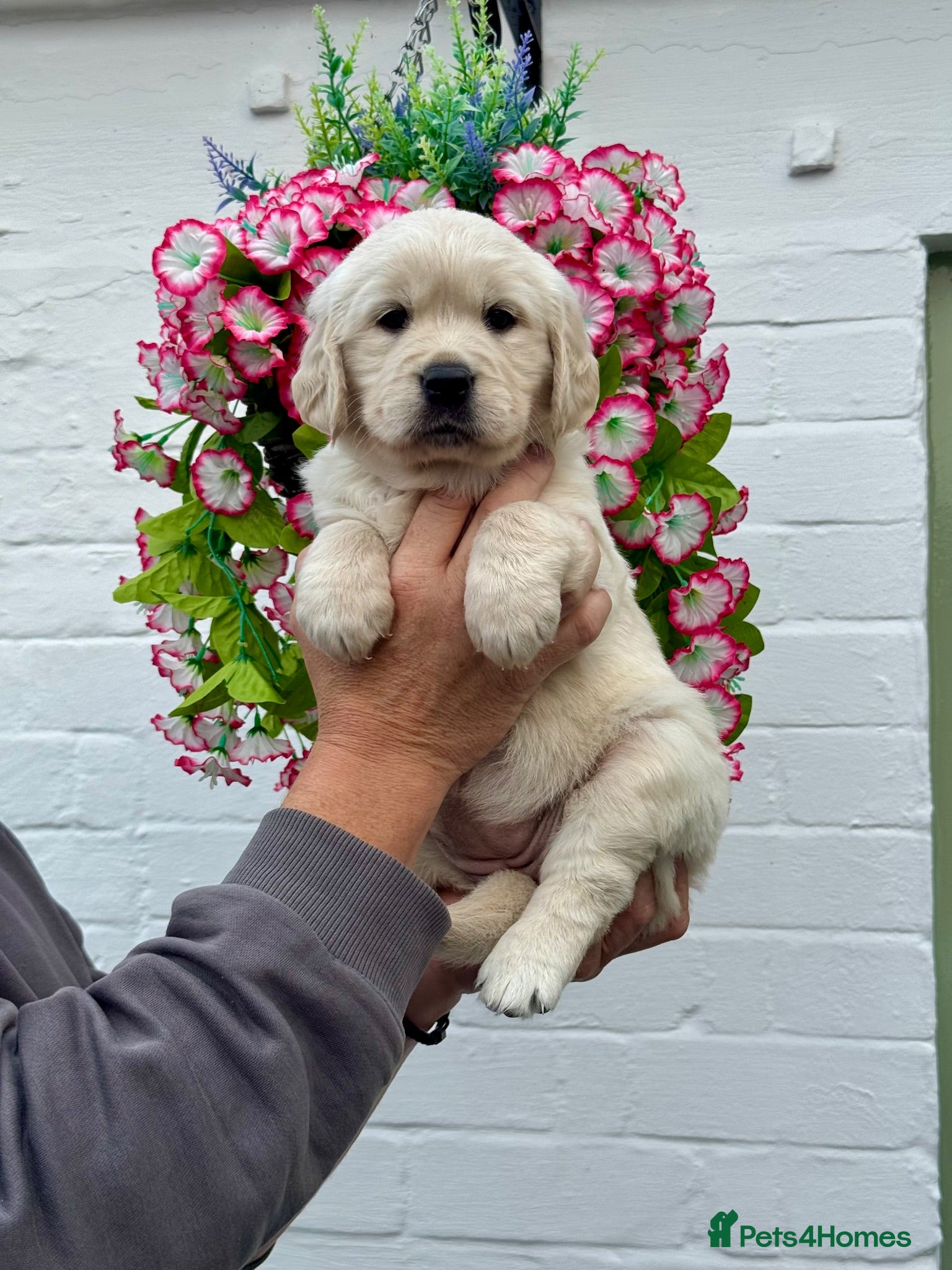 Golden Retriever dogs 9 kc reg gorgeous golden retriever puppies  - Advert 13