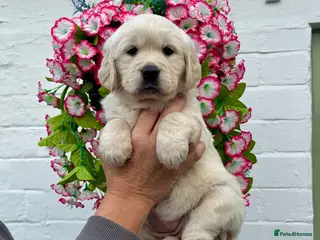 Golden Retriever dogs 9 kc reg gorgeous golden retriever puppies - Advert 13