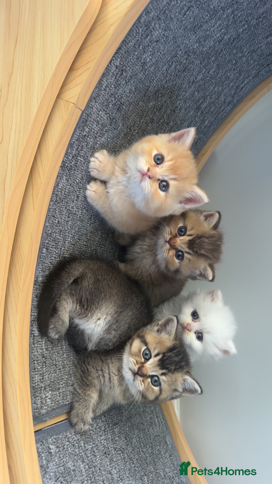 British Shorthair cats X5 Gorgeous British shorthair male kittens - Advert 2