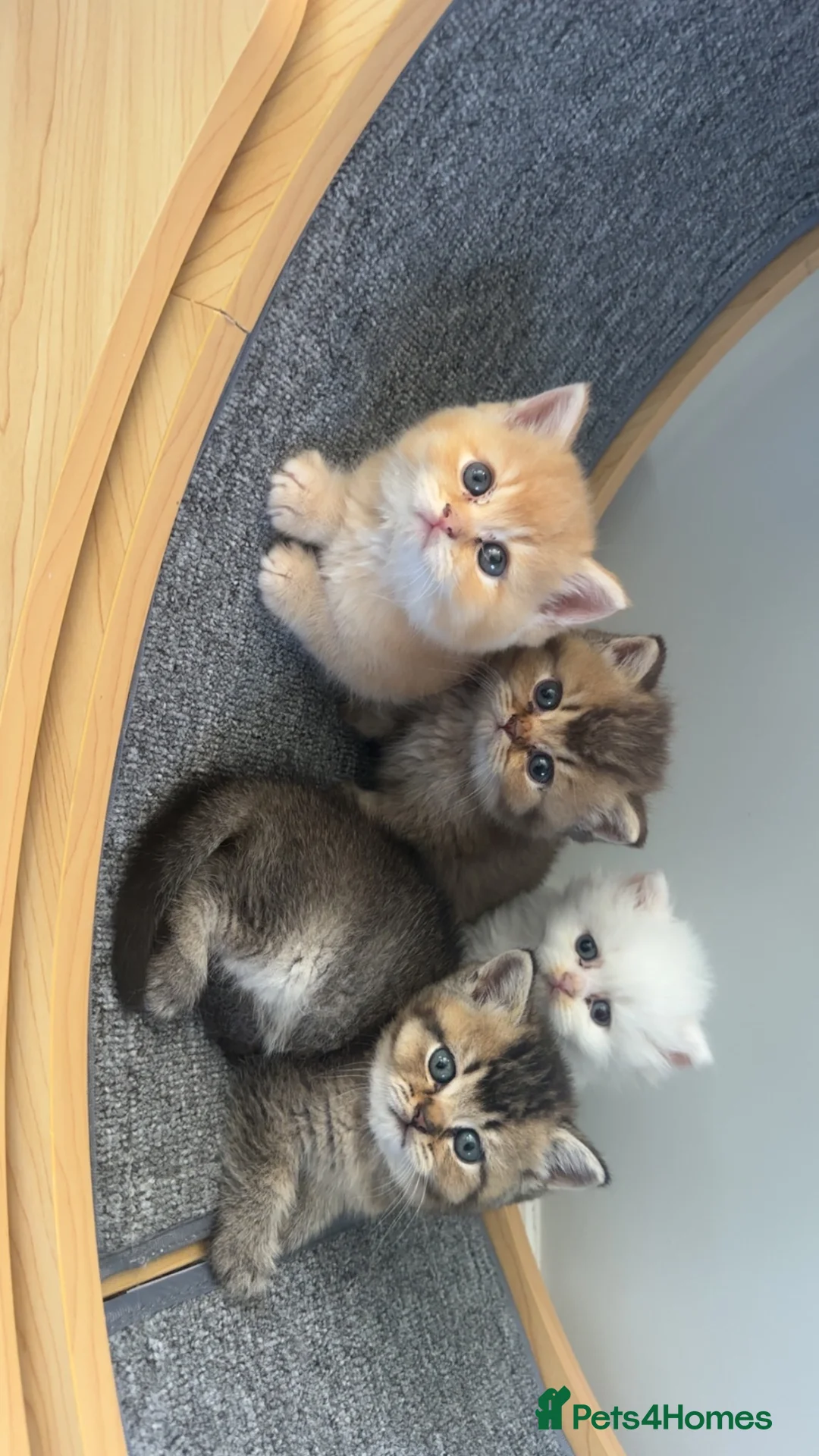British Shorthair cats for sale: X5 Gorgeous British shorthair male kittens - Advert 2