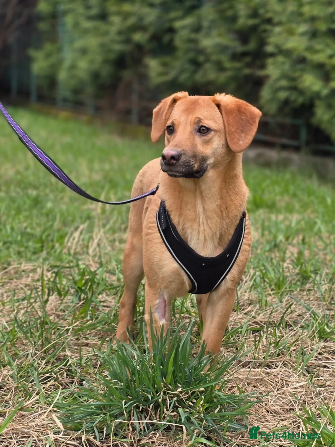 Mixed Breed dogs for adoption: 💙🐶 YARKO in Burton-on-Trent - Advert 1