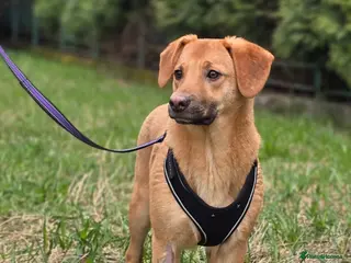 Mixed Breed dogs 💙🐶 YARKO - Advert 2