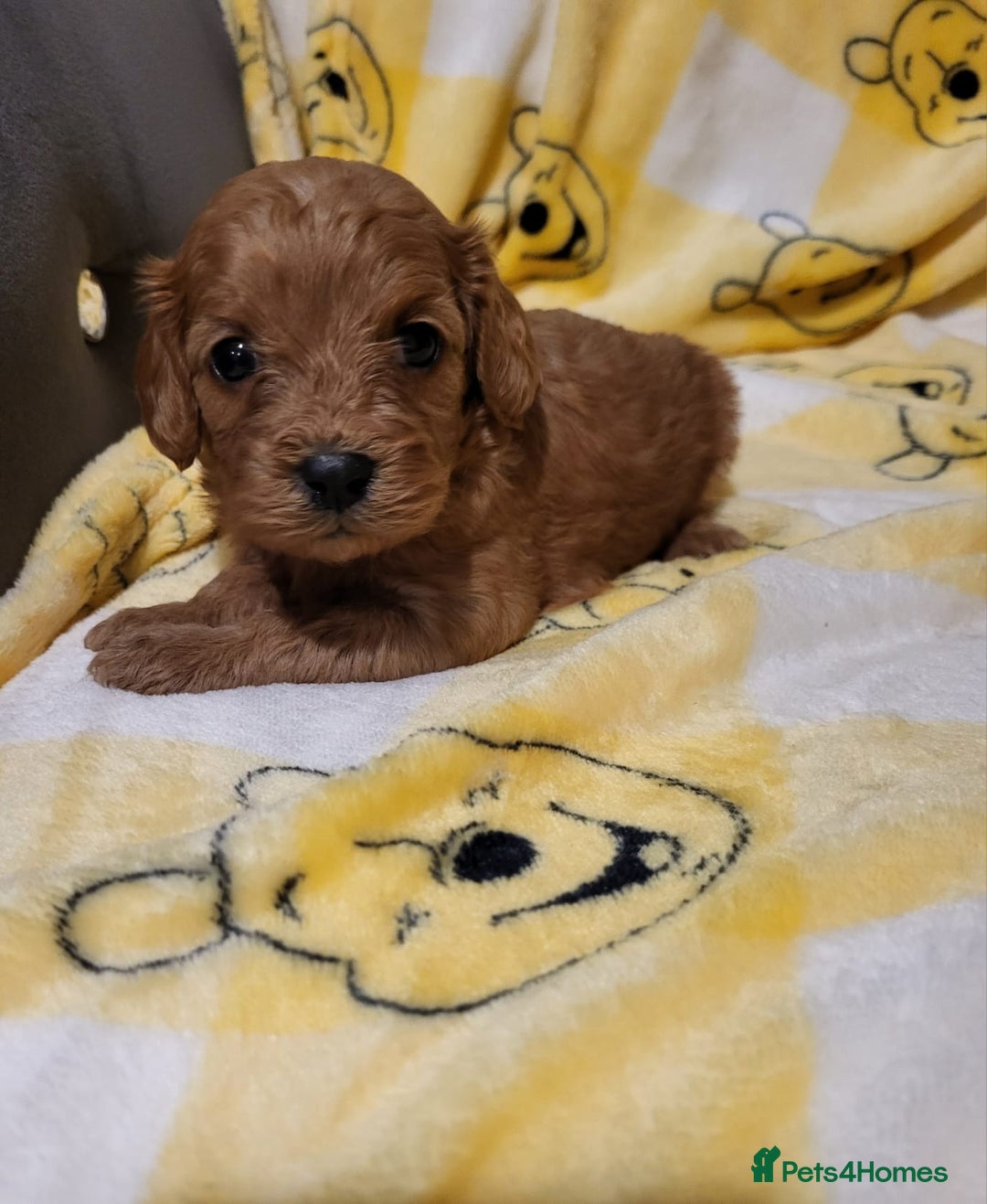 Cavapoo dogs for sale: Cavapoo - Advert 10