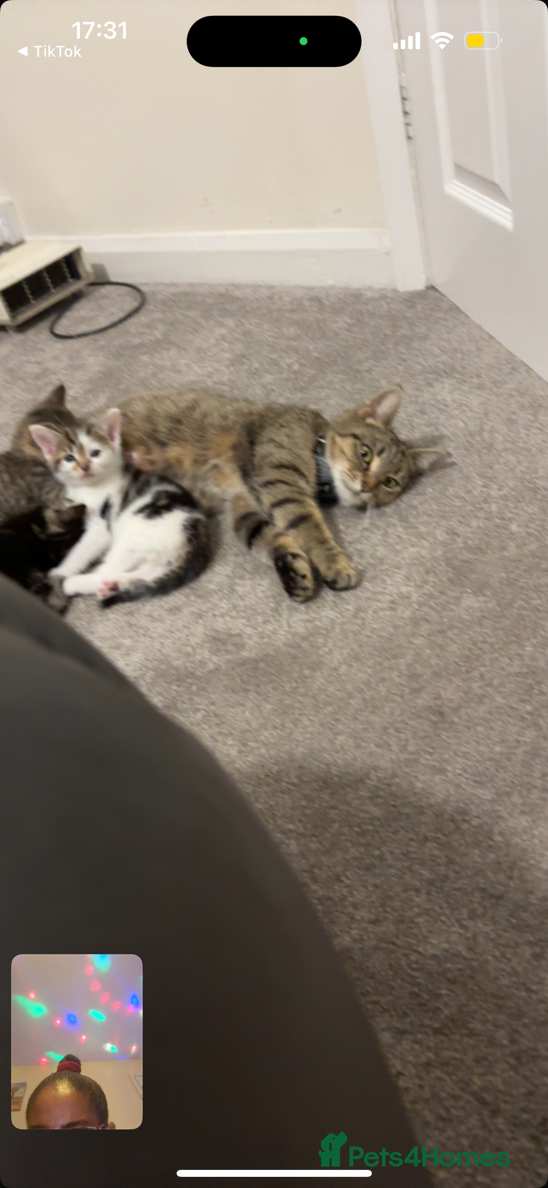 Domestic Shorthair cats for sale: Our Tabby has had kittens again - Advert 12