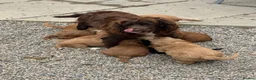 Cockapoo dogs for sale: Cockapoo F1 Gorgeous Puppies 🐶❤️ - Advert 28