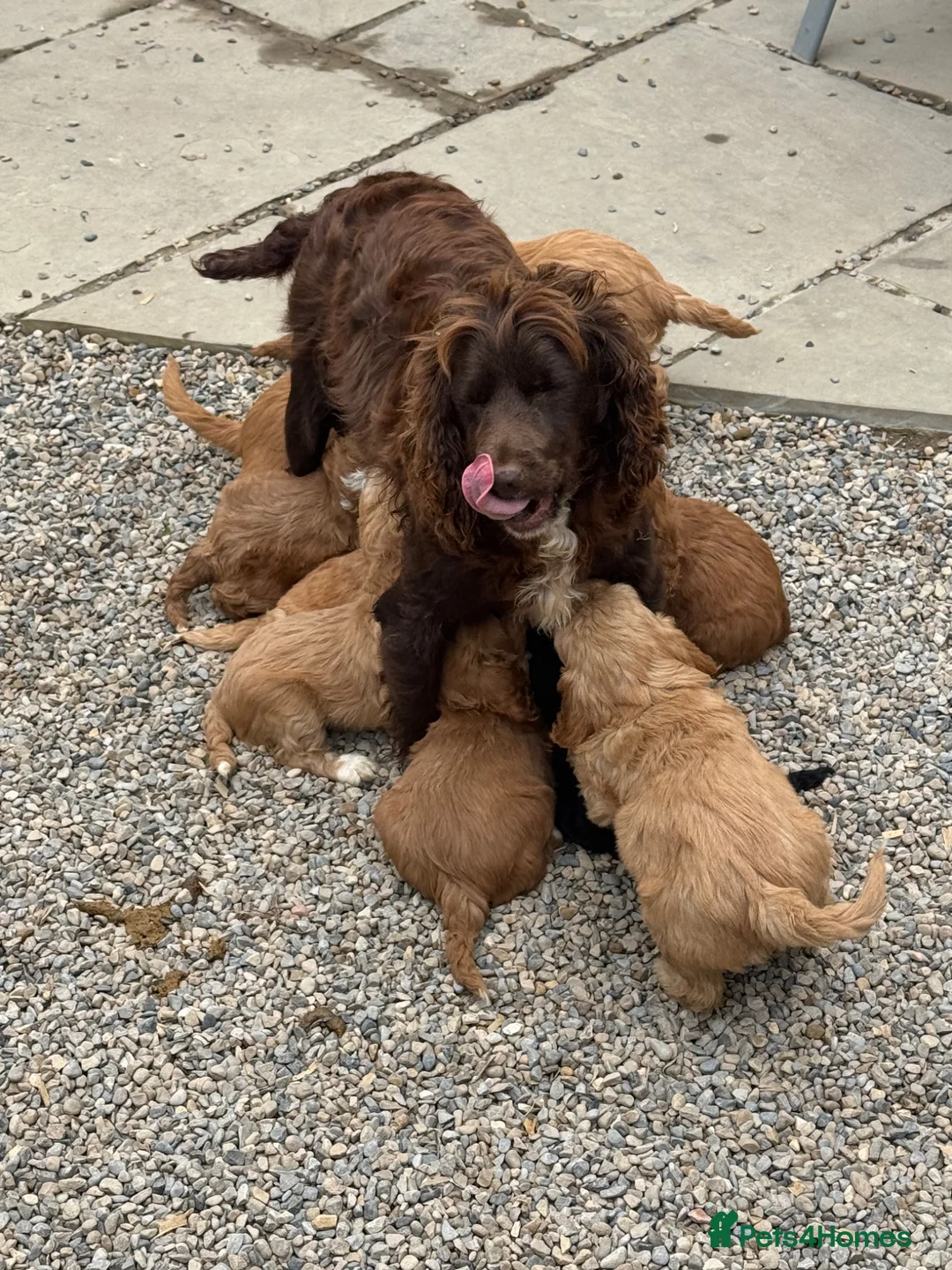 Cockapoo dogs for sale: Cockapoo F1 Gorgeous Puppies 🐶❤️ - Advert 28