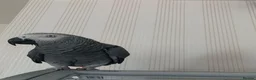 Parrots birds for sale: Male and female congo African Grey Parrots in Southampton - Advert 2