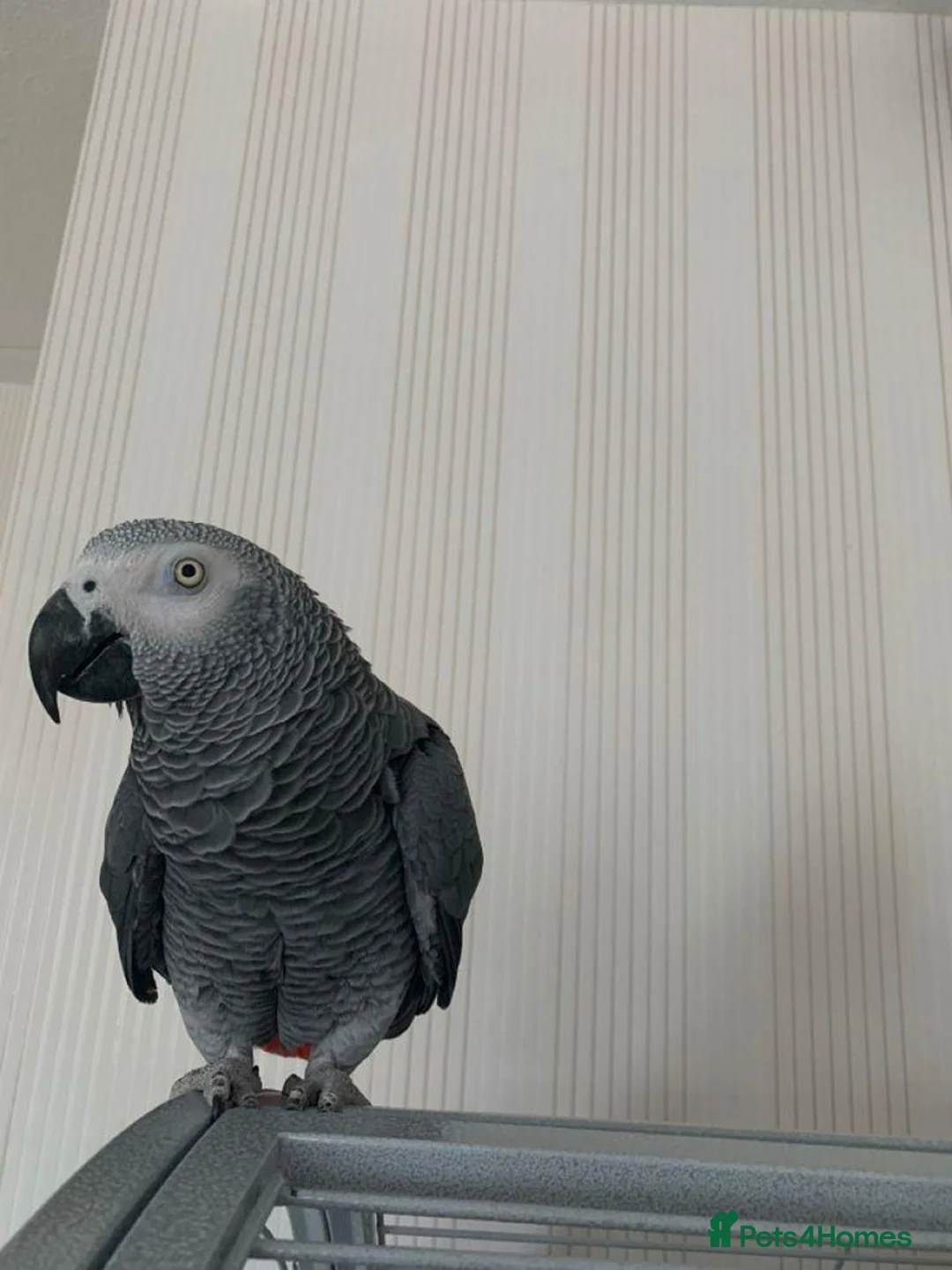 Parrots birds for sale: Male and female congo African Grey Parrots in Southampton - Advert 2
