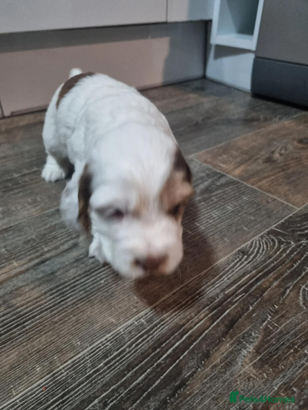 Cocker Spaniel dogs for sale:  Show Cockerspaniel puppies - Advert 3