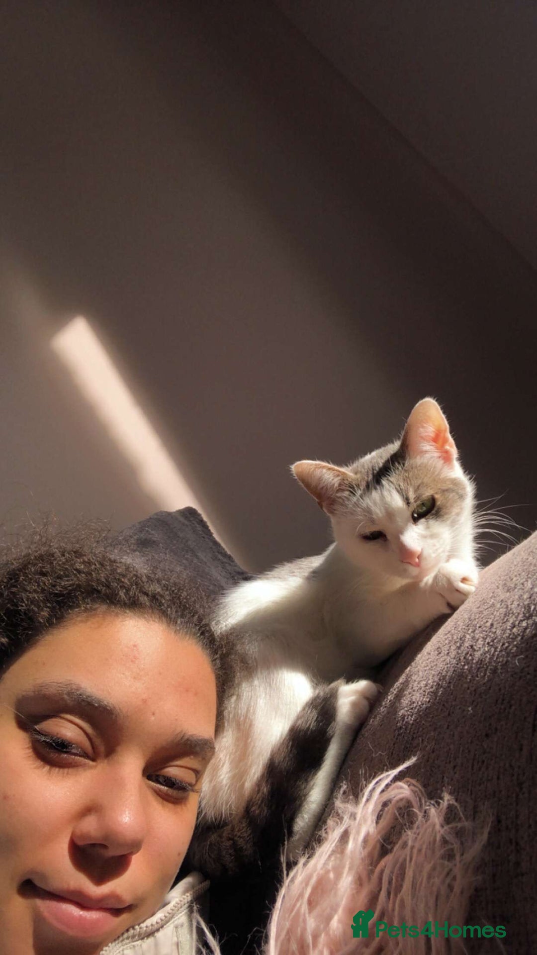 Domestic Shorthair cats for sale: Beautiful and loving female cat - Image 3
