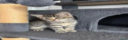 Mixed Breed cats for sale: Gorgeous tabby kittens  - Advert 15