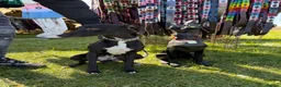 Whippet dogs for stud: Jett Black - Advert 29