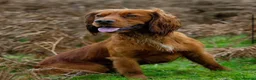 Cocker Spaniel dogs for sale: Kc Health Tested Working Cocker Pups - Advert 10