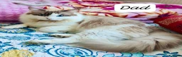 Ragdoll cats for sale: 2 Stunning Ragdoll x Persian available now ❤️ - Advert 13
