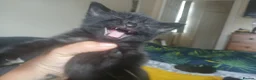 Mixed Breed cats for sale: beautiful kittens  - Advert 2