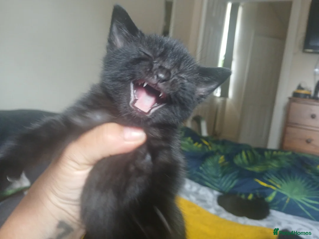 Mixed Breed cats for sale: beautiful kittens  - Advert 2