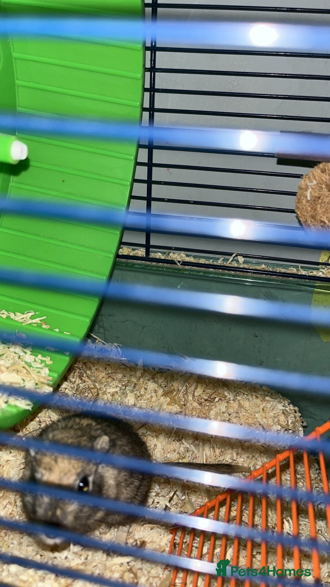 Gerbil rodents for sale: 2 female gerbils with cage and accessories. - Image 5