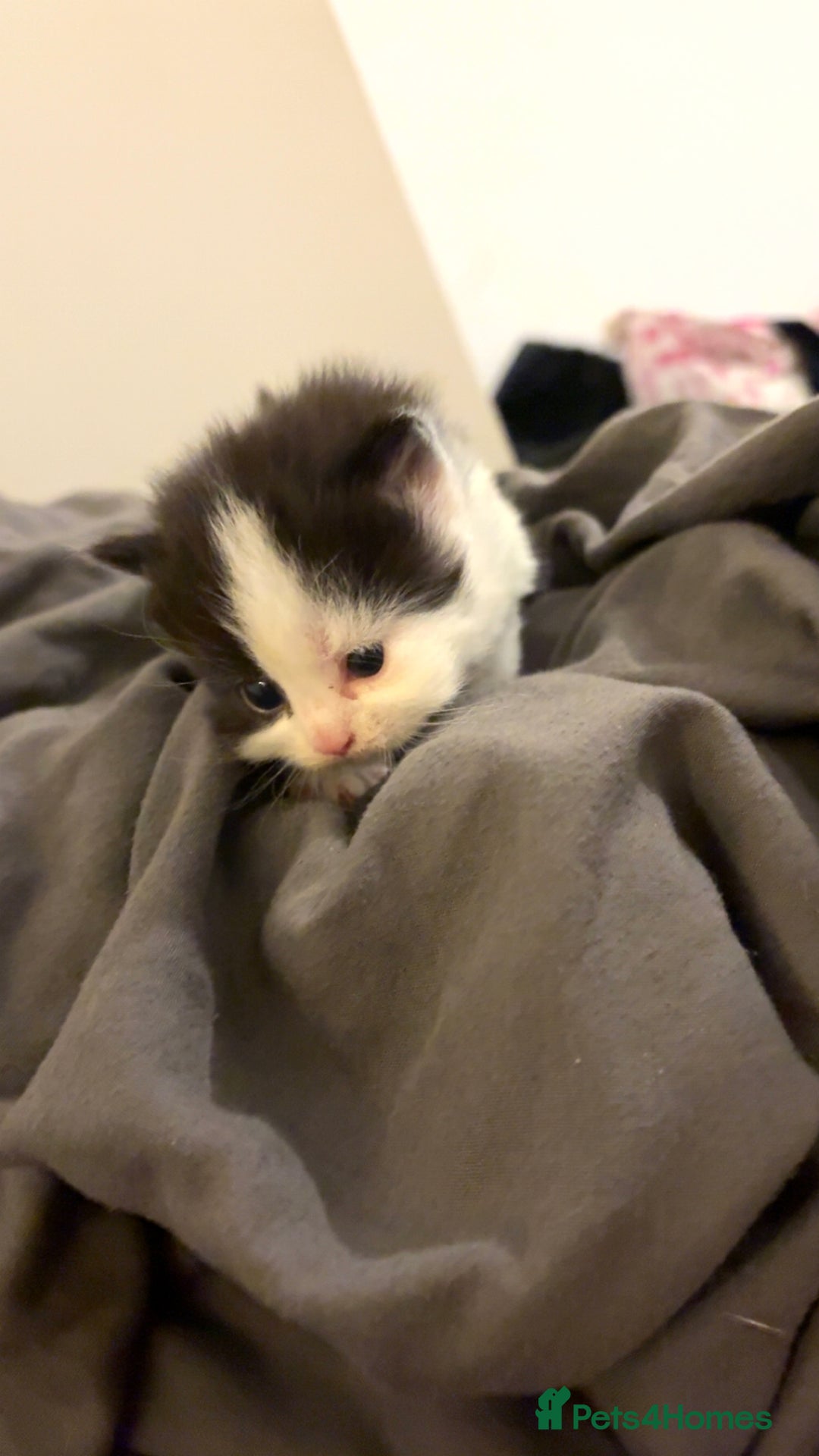 Mixed Breed cats for sale: Four beautiful kittens  - Advert 5