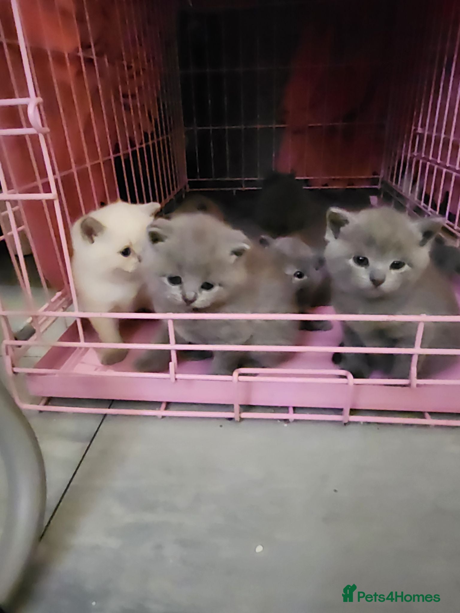 British Shorthair cats Brithish shorthair kittens  - Advert 5