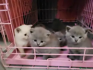 British Shorthair cats Brithish shorthair kittens - Advert 5