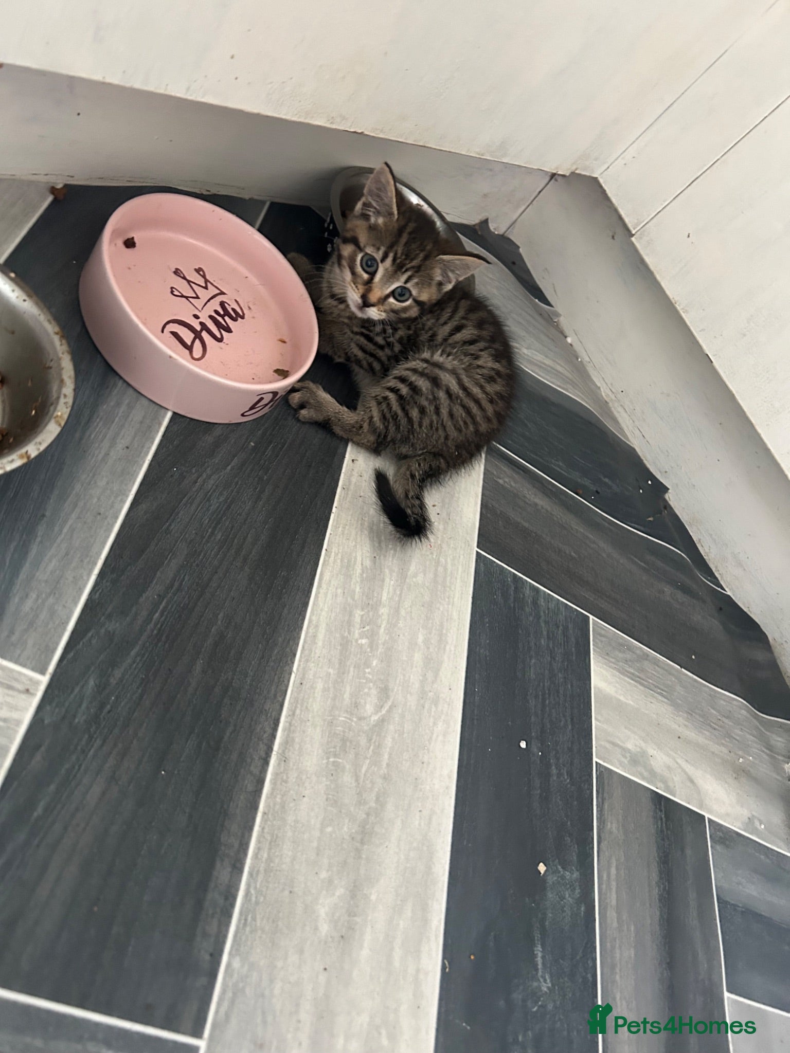Mixed Breed cats Kittens for sale - Advert 1