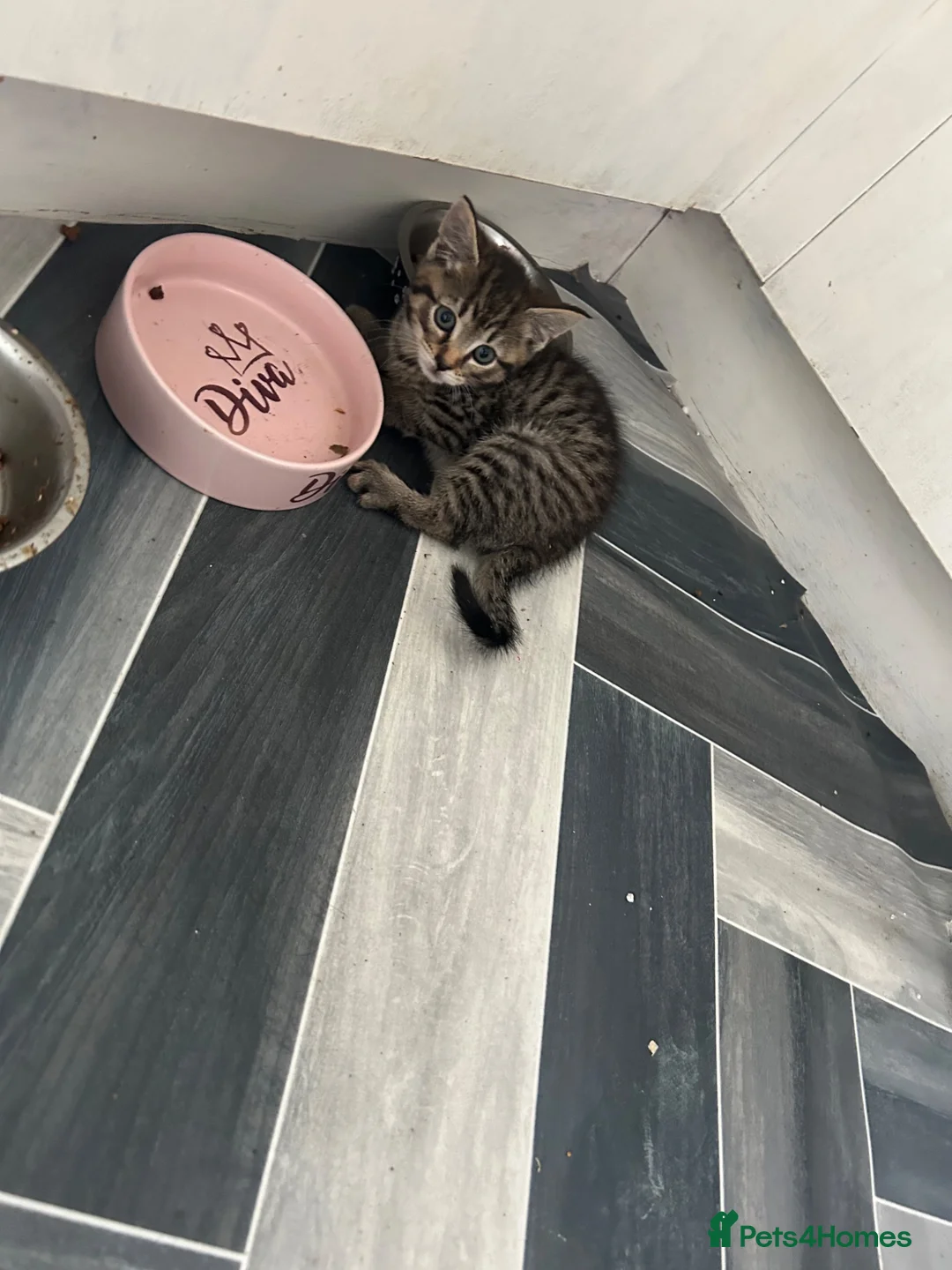 Mixed Breed cats for sale: Kittens for sale - Advert 1