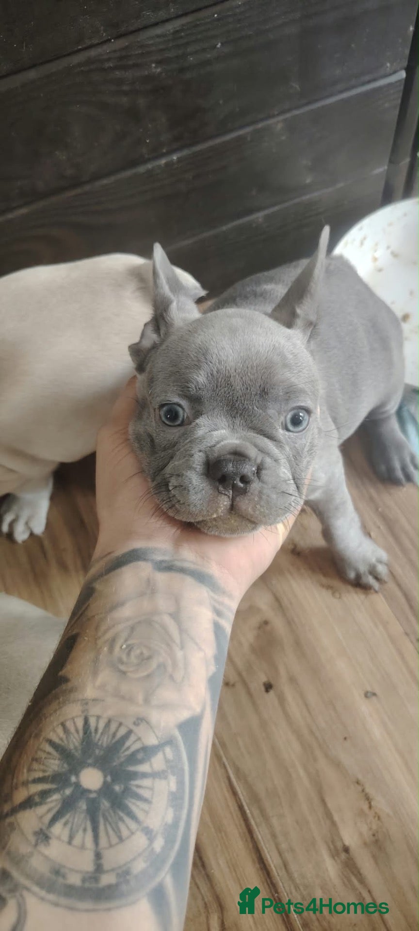 French Bulldog dogs 🐾 FRENCH BULLDOG PUPPY –LOOKING FOR A LOV HOME 🐾 - Advert 19
