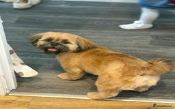 Shih Tzu dogs for stud: Rocco - Image 6