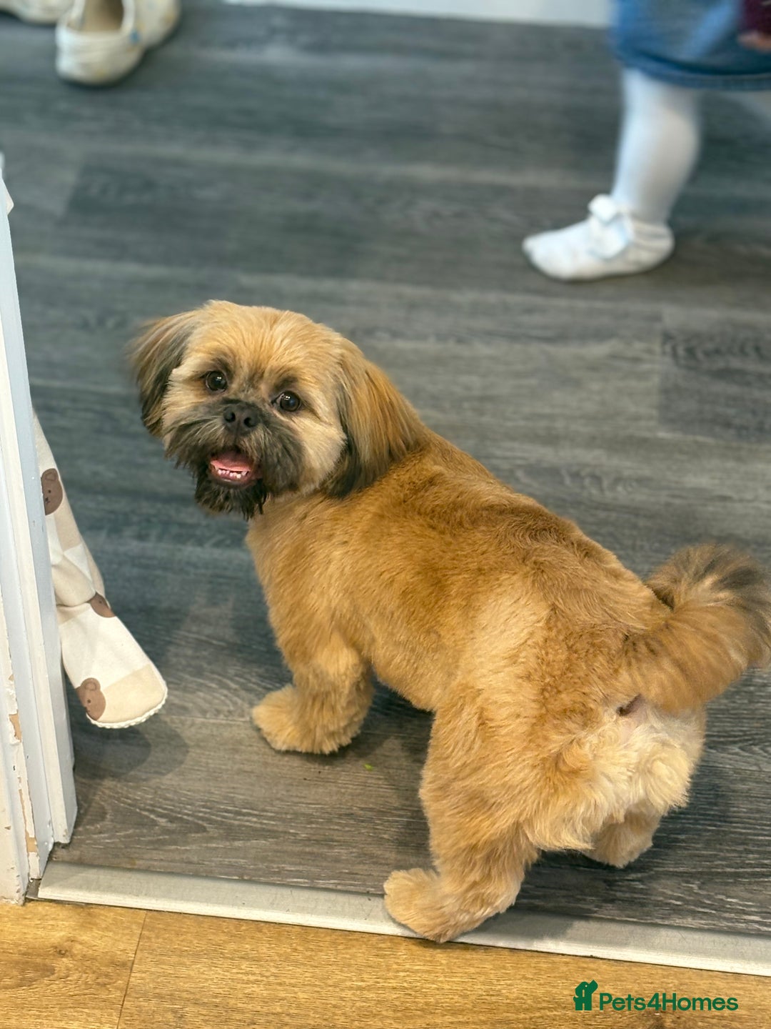 Shih Tzu dogs for stud: Rocco - Image 6