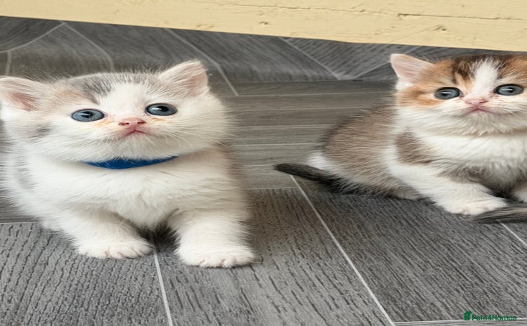 British Shorthair cats - Advert 4