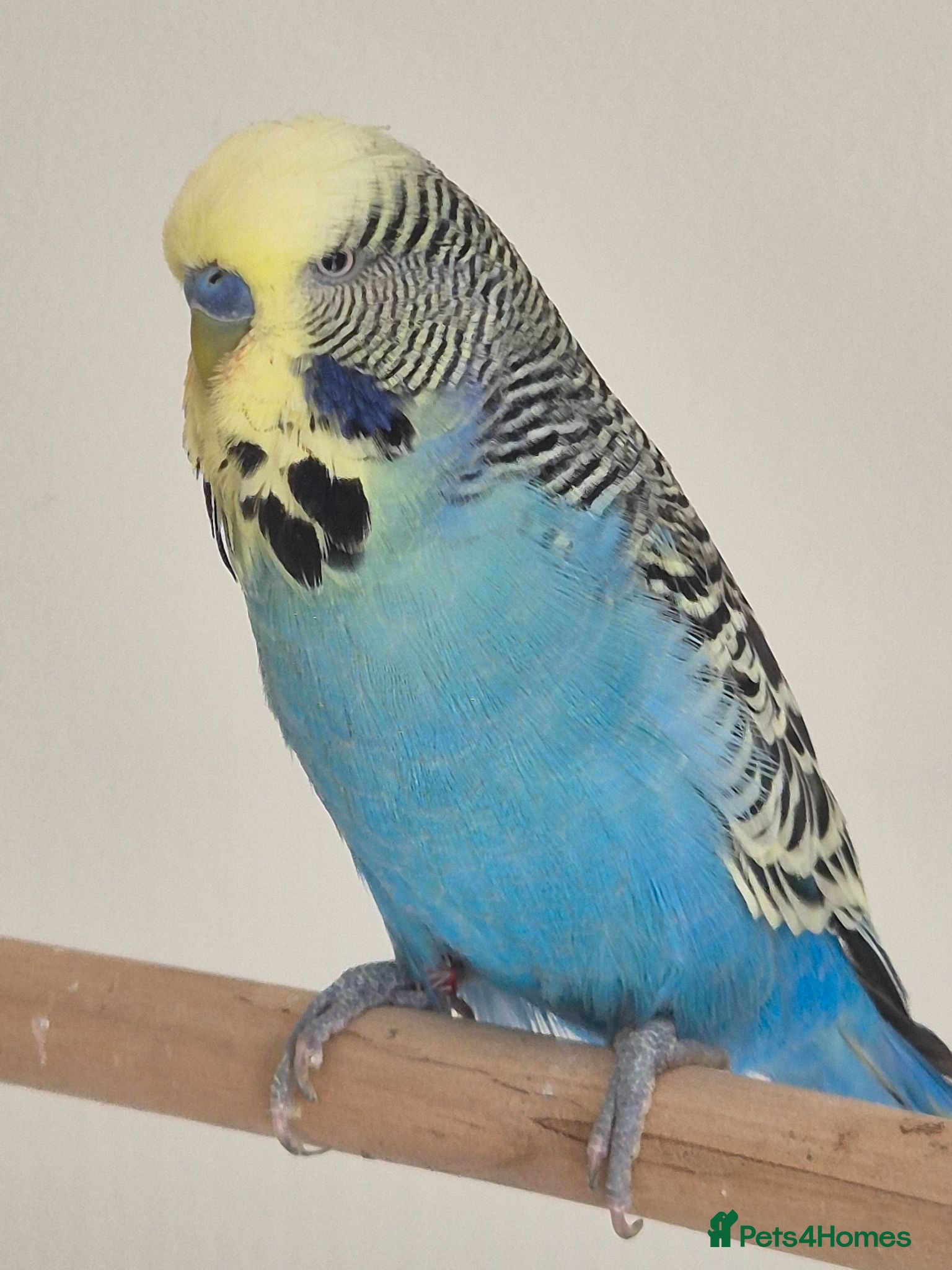 Budgerigars birds Male sky Blue yellow face tamed - Advert 2